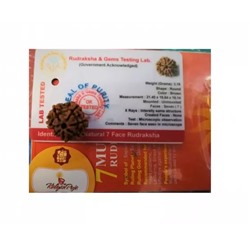 Рудракша сертифицированная (7 мукхи), 7 Mukhi Certified Rudraksha (Nepal), произв. Kalyan Puja