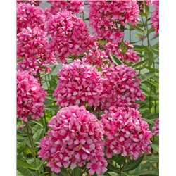 Саженцы Флокс метельчатый Мисс Эли, арт.: 73331