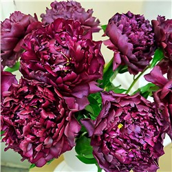 Пион травянистый Хайлайт, арт.: 75233