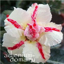 Adenium Obesum Double Flower RISING SUN