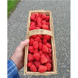 Саженцы Саженцы Малина Каскад делайт, арт.: 976