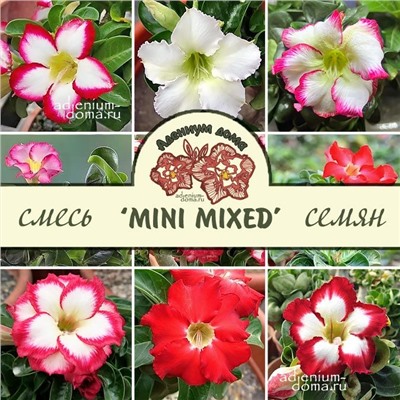 Adenium Obesum Desert Rose MINI SIZE MIXED VARIETIES (Мини, карликовый)