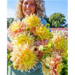 Клубни Георгин крупноцветковый Эдванс, арт.: 19175