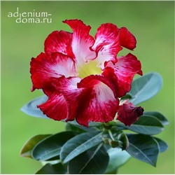 Adenium Obesum Desert Rose SUPER STAR OF TOMORROW