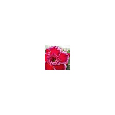 Adenium Obesum Double Flower SUNSET DREAM