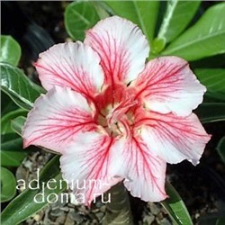 Adenium Obesum Desert Rose STAR OF FLAME