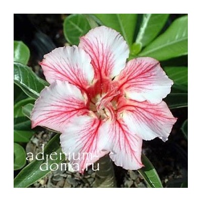 Adenium Obesum Desert Rose STAR OF FLAME