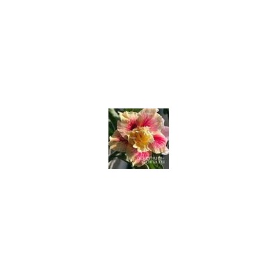 Adenium Obesum Double Flower RETURN OF THE KING