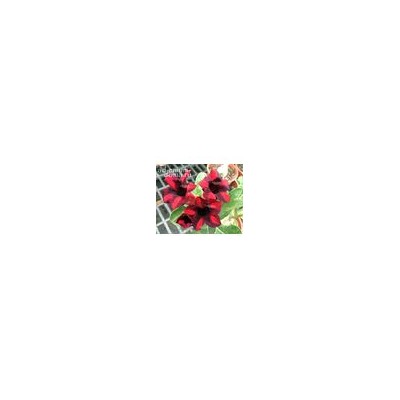 Adenium Obesum Desert Rose BLACK CURRANT