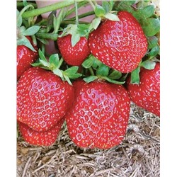 Саженцы Клубники (Земляники) Елизавета 2, арт.: 69472