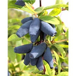 Саженцы Жимолость Синий шарик, арт.: 69226