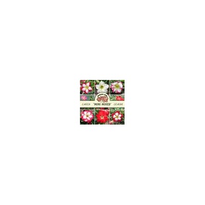 Adenium Obesum Desert Rose MINI SIZE MIXED VARIETIES (Мини, карликовый)
