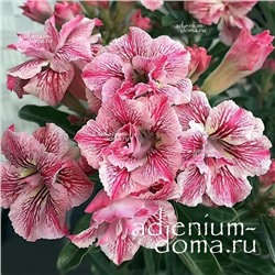 Adenium Obesum Double Flower TUYET HAO