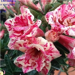 Adenium Obesum Double Flower TATARUS