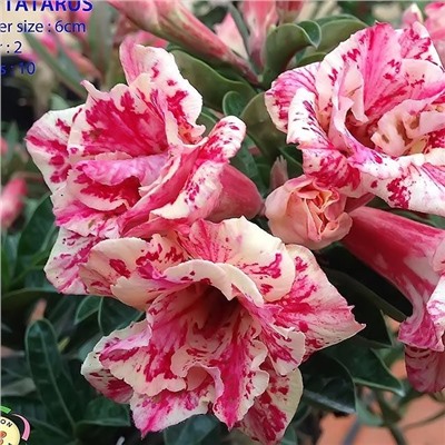 Adenium Obesum Double Flower TATARUS