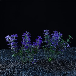 Набор растений для аквариума и террариума - 2 шт., 10 см