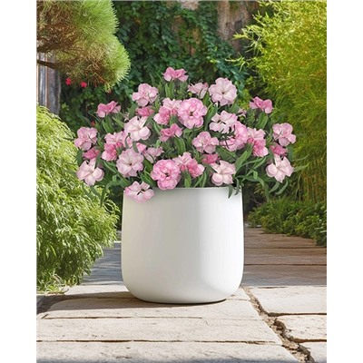 Саженцы Гвоздика Оскар Лайт роуз, арт.: 74584