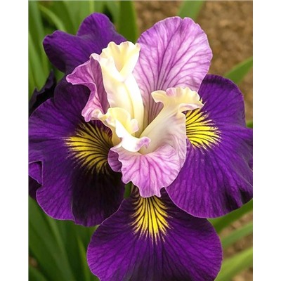 Луковицы (корни) Ирис сибирский Он Малберри Стрит, арт.: 74597