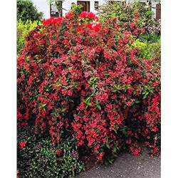 Саженцы Вейгела гибридная Бристоль Руби, арт.: 69706