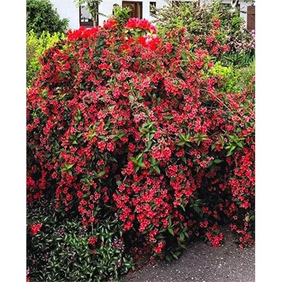 Саженцы Вейгела гибридная Бристоль Руби, арт.: 69706