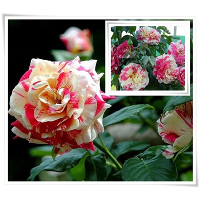 Vanille Fraise "Ванилла Фрейз"