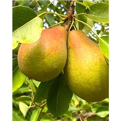 Саженцы Груша Золотая осень, арт.: 74560