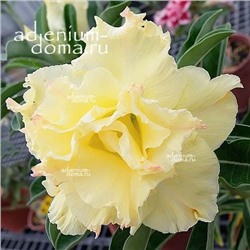 Adenium Obesum Double Flower NEW-91