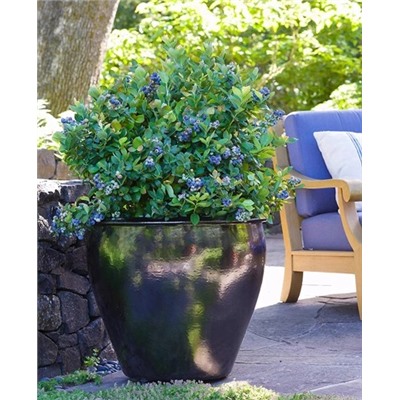 Саженцы Голубика низкорослая Чиппева, арт.: 773