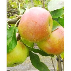 Саженцы Яблоня Вэм-жёлтый (Данила), арт.: 73168