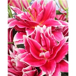 Луковицы Лилия восточная махровая Дабл Фэнтази, фасовка: 1 саженец, арт.: 74654