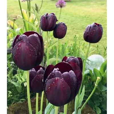 Луковицы Тюльпан Квин оф Найт, арт.: 69083