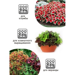 Семена цветов Колеус «Радуга - Фестиваль танца», F1, 10 шт., «Престиж семена»