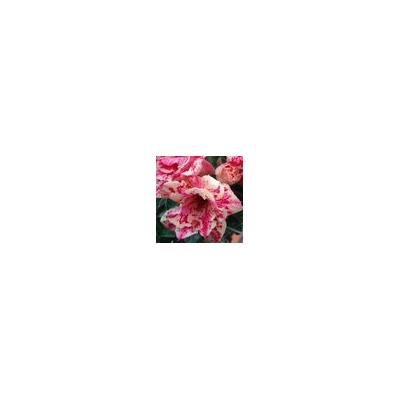 Adenium Obesum Double Flower TATARUS