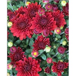 Саженцы Хризантема корейская Спелая вишня, арт.: 72746