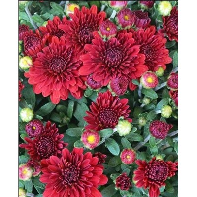 Саженцы Хризантема корейская Спелая вишня, арт.: 72746