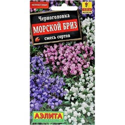 Черноголовка Морской Бриз