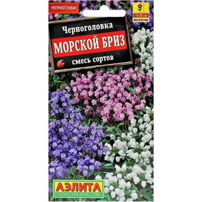 Черноголовка Морской Бриз