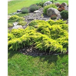 Саженцы Можжевельник средний Голд Стар, арт.: 75003