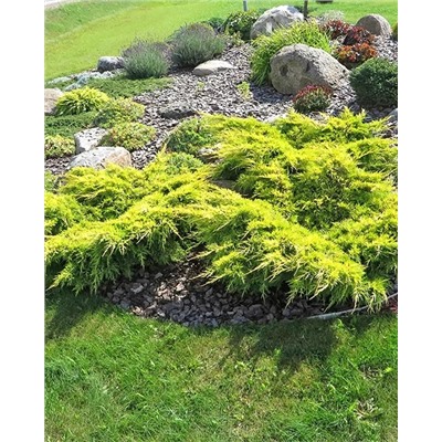 Саженцы Можжевельник средний Голд Стар, арт.: 75003