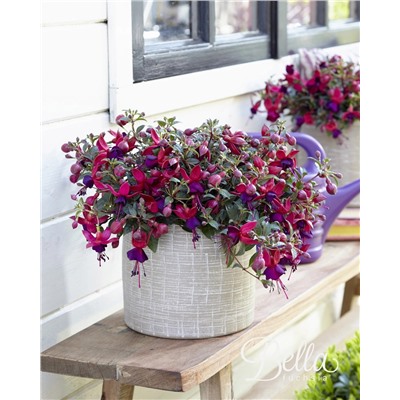 Набор фуксий №1