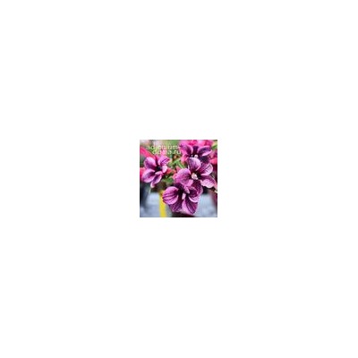 Adenium Obesum Desert Rose PURPLE PLUM