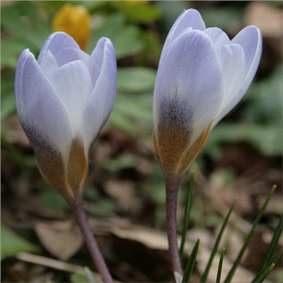Крокус Blue Pearl "Блю Перл" 5шт