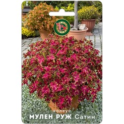 Колеус Мулен Руж Сатин