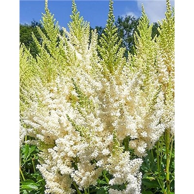 Саженцы Астильба Айвори перлс, арт.: 74694