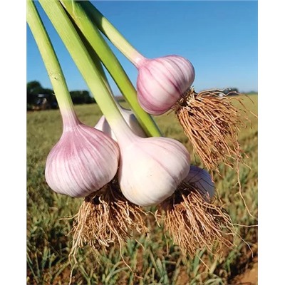 Чеснок озимый Комсомолец 10шт, арт.: 1278