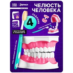 Набор для опытов «Анатомия», челюсть человека