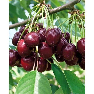 Саженцы Черешня Любимица Астахова, арт.: 20358