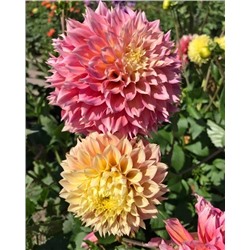 Клубни Георгин декоративный Коган Фубуки, арт.: 74608