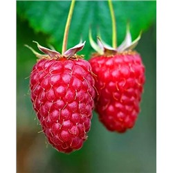 Саженцы Саженцы Малина Шонеман, арт.: 8028