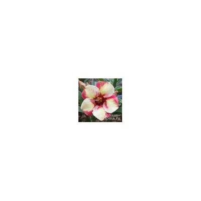 Adenium Obesum Desert Rose TC-213
